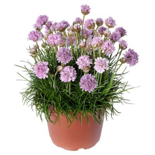 Насіння армерії Армада пінк (pink) /100 насінин/ *Syngenta*