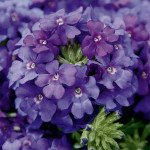 Вербена Кварц F1 синяя (blue) /100 семян/ *Pan American*