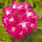 Вербена Обсешн F1 кораловая с глазком (coral with eye) /100 семян/ *Syngenta*