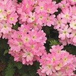 Вербена Тускани F1 пинк пикоти /100 семян/ *Syngenta*