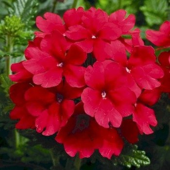 Вербена Тускани F1 скарлет (scarlet) /100 семян/ *Syngenta*