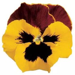 Виола Дельта F1 желтая с красным крылом (yellow red wing) /100 семян/ *Syngenta*