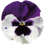 Віола Колоссус F1 біла з пурпуровим крилом (white with purple wing) /100 насінин/ *Syngenta*