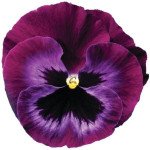 Віола Колоссус F1 неон-фіолетова (neon violet) /100 насінин/ *Syngenta*