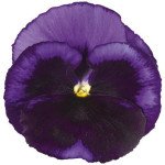 Віола Колоссус F1 океан (ocean) /100 насінин/ *Syngenta*