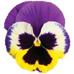 Віола Колоссус F1 триколор (tricolor) /100 насінин/ *Syngenta*