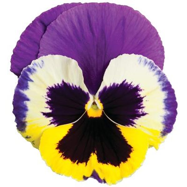 Семена виолы Колоссус F1 триколор (tricolor) /100 семян/ *Syngenta*