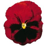 Віола Колоссус F1 червона з вічком (red with blotch) /100 насінин/ *Syngenta*