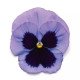 Семена виолы Матрикс F1 океан (ocean) /100 семян/ *Pan American*