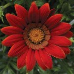 Газания Биг Кисс F1 красная (red) /100 семян/ *Syngenta*