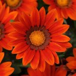 Газанія Нью Дей F1 бронзова (bronze) /100 насінин/ *Pan American*