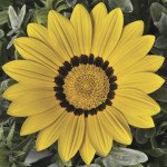 Газания Фрости Кисс F1 желтая (yellow) /100 семян/ *Syngenta*