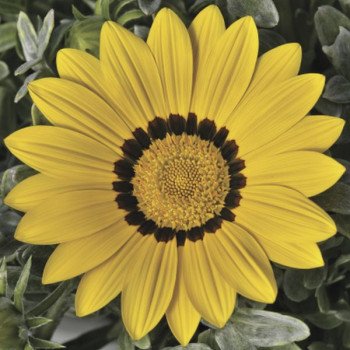 Газания Фрости Кисс F1 желтая (yellow) /100 семян/ *Syngenta*