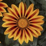 Газания Фрости Кисс F1 оранж флейм (orange flame) /100 семян/ *Syngenta*