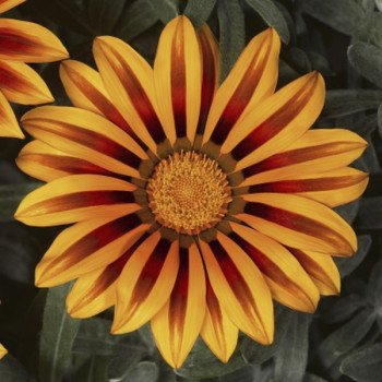 Газания Фрости Кисс F1 оранж флейм (orange flame) /100 семян/ *Syngenta*