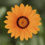 Газания Фрости Кисс F1 оранжевая (orange) /100 семян/ *Syngenta*