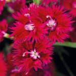 Гвоздика Супра F1 кримсон (crimson) /100 насінин/ *Hem Genetics*