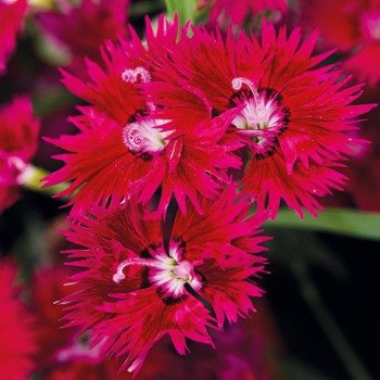 Гвоздика Супра F1 кримсон (crimson) /100 семян/ *Hem Genetics*