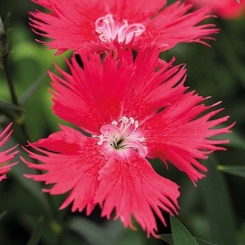 Гвоздика Супра F1 лососевая (salmon) /100 семян/ *Hem Genetics*