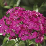 Гвоздика Барбаріні F1 рожева (rose) /100 насінин/ *Syngenta*