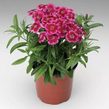 Гвоздика Барбарини F1 красно-розовая биколор (redrose bicolor) /100 семян/ *Syngenta*