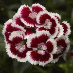 Гвоздика Диабунда F1 красная пикоти (red picotee) /100 семян (драже)/ *Syngenta*