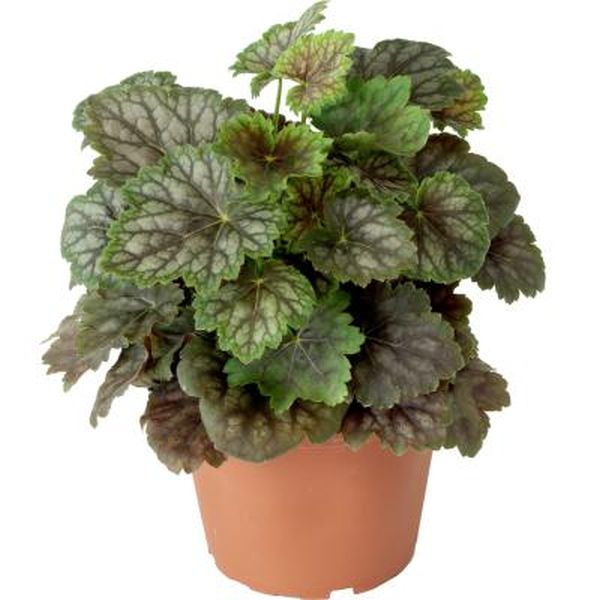 Насіння гейхери Марвелоус Марбл (Marvelous Marble) /200 насінин/ *Syngenta*