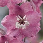 Дельфиниум Магический фонтан лиловый с белым глазком (lilac pink white bee) /200 семян/ *Benary*