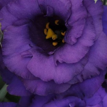 Эустома ABC F1 синяя (blue) /100 семян (драже)/ *Pan American*