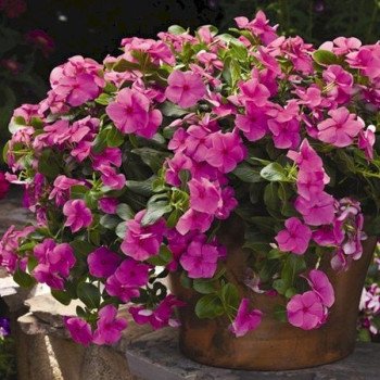 Катарантус Кора Каскад F1 лиловый (lilac) /100 семян/ *Syngenta*