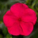 Катарантус Кора Каскад F1 черри (cherry) /100 семян/ *Syngenta*