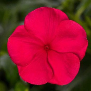 Катарантус Кора Каскад F1 черри (cherry) /100 семян/ *Syngenta*