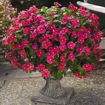 Катарантус Медитер F1 темно-розовый (dark rose) /100 семян/ *Pan American*