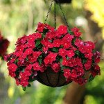 Катарантус Медитер F1 красный (red) /100 семян/ *Pan American*