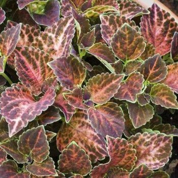 Колеус Візард пастель /100 насінин/ *Pan American*