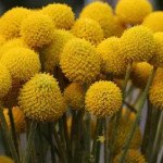 Краспедия шаровидная /2 г/ *Hem Zaden*