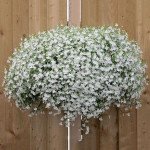 Лобелія Регатта біла (white) /200 мультидраже/ *Pan American*