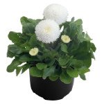 Маргаритка Тассо біла (white) /1.000 насінин (драже)/ *Benary*