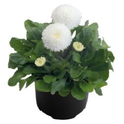 Маргаритка Тассо белая (white) /1.000 семян (драже)/ *Benary*