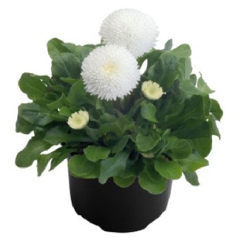 Маргаритка Тассо біла (white) /1.000 насінин (драже)/ *Benary*