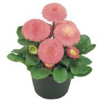 Маргаритка Тассо пинк (pink) /1.000 семян (драже)/ *Benary*