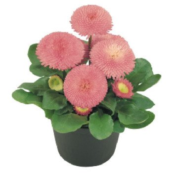 Маргаритка Тассо пінк (pink) /1.000 насінин (драже)/ *Benary*