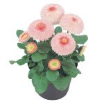 Маргаритка Тассо стровберріс-кріам (strawberries & cream) /1.000 насінин (драже)/ *Benary*