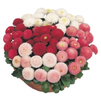 Маргаритка Тассо суміш (mix) /1.000 насінин (драже)/ *Benary*