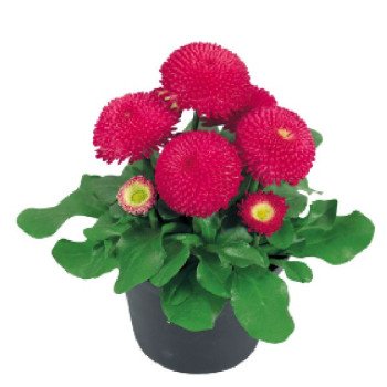 Маргаритка Тассо темно-рожева (deep rose) /1.000 насінин (драже)/ *Benary*