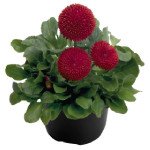 Маргаритка Тассо червона (red) /1.000 насінин (драже)/ *Benary*