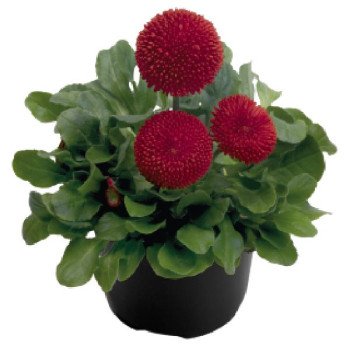 Маргаритка Тассо червона (red) /1.000 насінин (драже)/ *Benary*