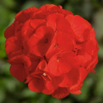 Пеларгонія БуллзАй F1 скарлет (scarlet) /100 насінин/ *Syngenta*