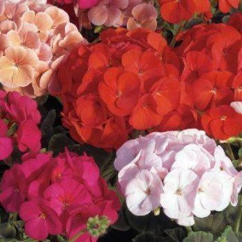 Пеларгония БуллзАй F1 смесь (mix) /100 семян/ *Syngenta*
