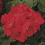 Пеларгонія Маверік F1 червона (red) /100 насінин/ *Syngenta*